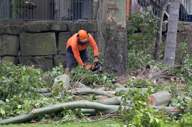 How Our Tree Care Process Works  in  North Fort Lewis, WA